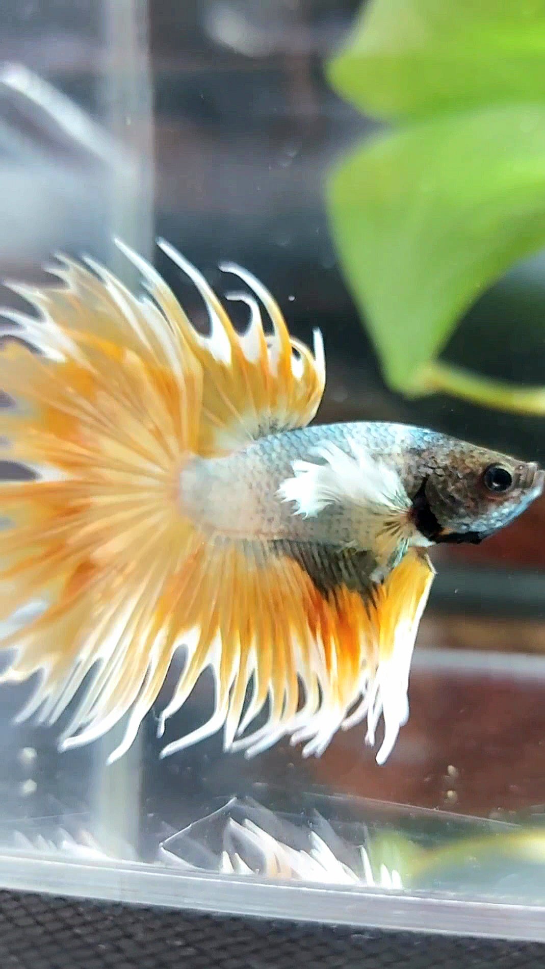 CROWNTAIL DUMBO EAR SUPER GOLDEN COPPER WASH PREMIUM BETTA FISH