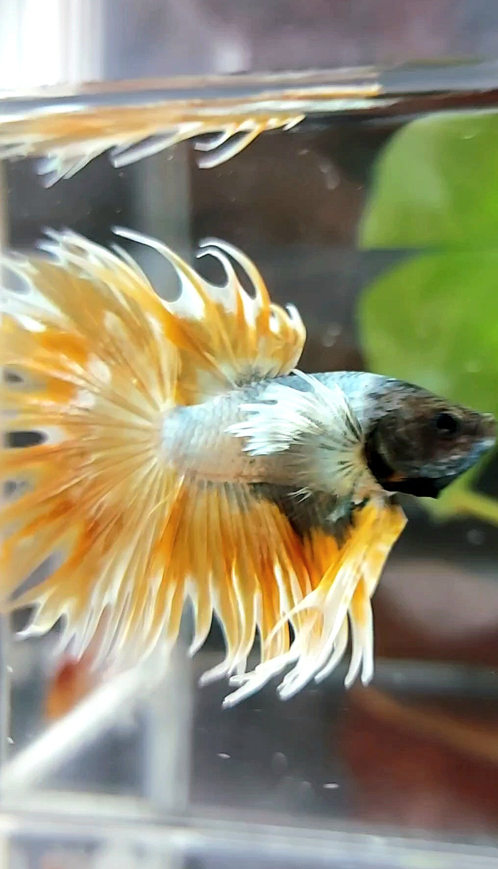CROWNTAIL DUMBO EAR SUPER GOLDEN COPPER WASH PREMIUM BETTA FISH
