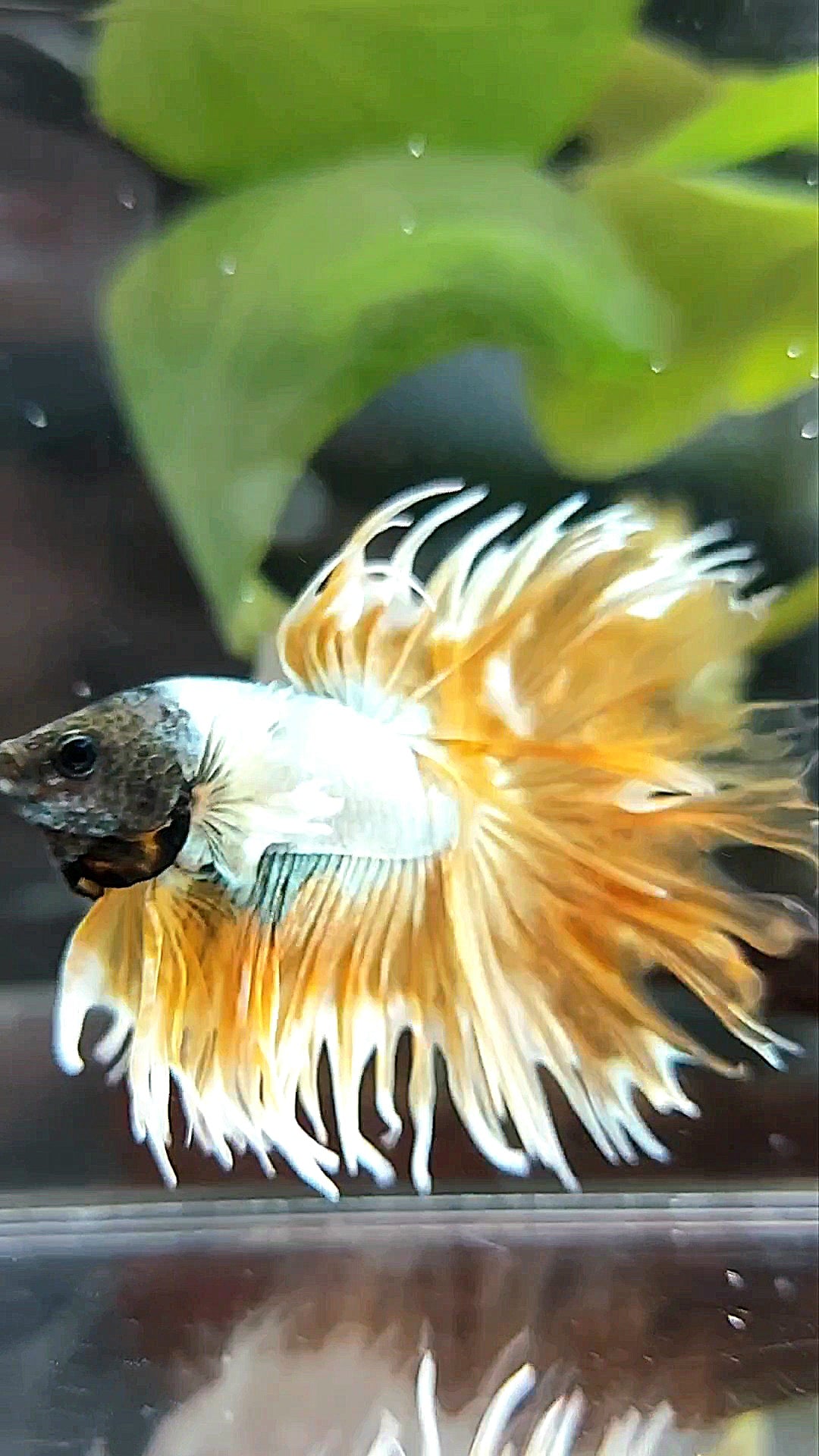 CROWNTAIL DUMBO EAR SUPER GOLDEN COPPER WASH PREMIUM BETTA FISH