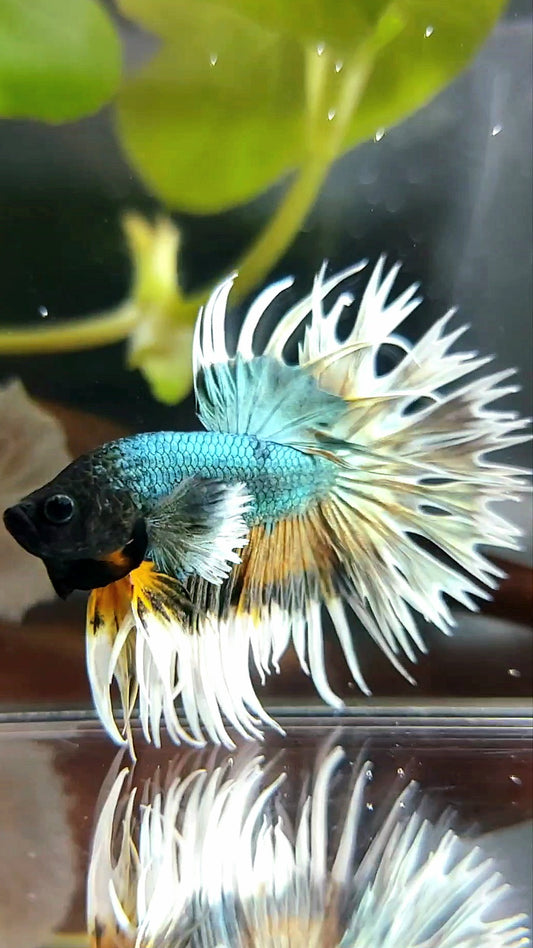 CROWNTAIL DUMBO COLORED EAR COPPER ARMY YELLOW WASH BETTA FISH