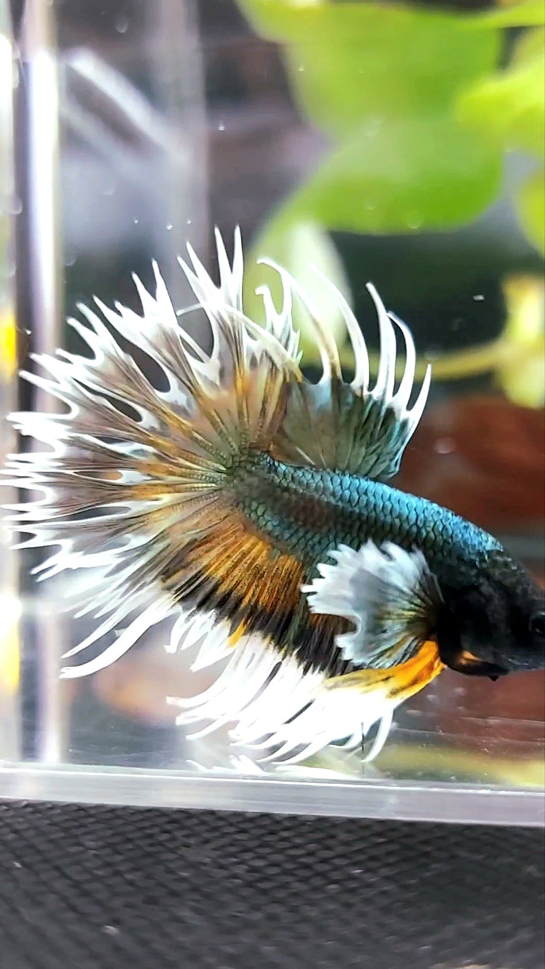 CROWNTAIL DUMBO COLORED EAR COPPER ARMY YELLOW WASH BETTA FISH