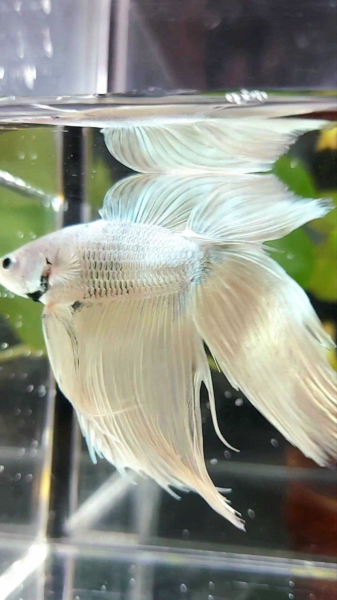 XL VEILTAIL DOUBLE TAIL SOFT GOLD RARE BETTA FISH