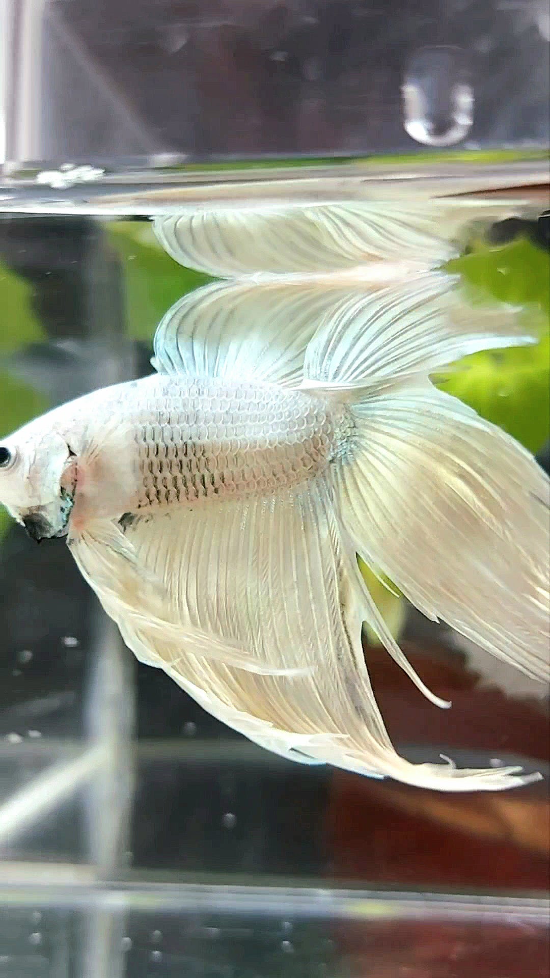 XL VEILTAIL DOUBLE TAIL SOFT GOLD RARE BETTA FISH