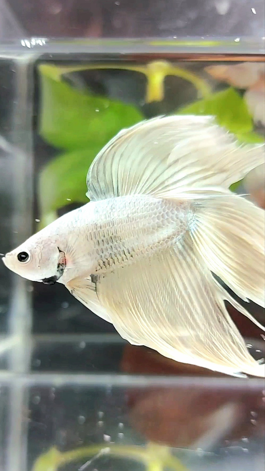 XL VEILTAIL DOUBLE TAIL SOFT GOLD RARE BETTA FISH