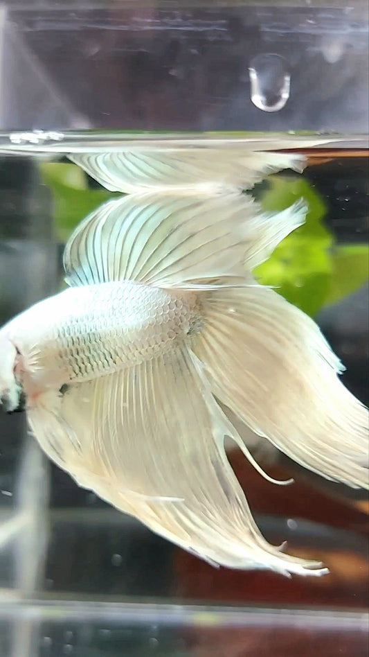 XL VEILTAIL DOUBLE TAIL SOFT GOLD RARE BETTA FISH