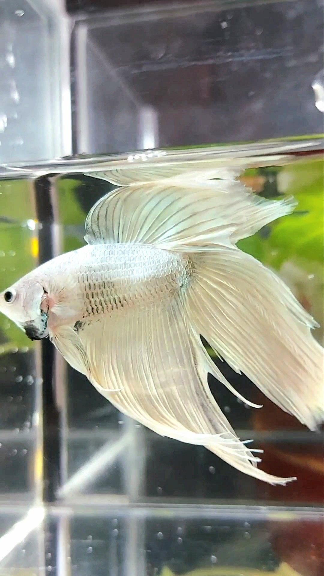 XL VEILTAIL DOUBLE TAIL SOFT GOLD RARE BETTA FISH
