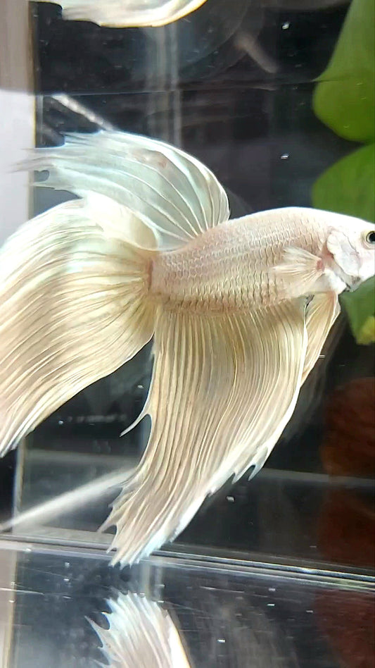 RIESIGER SCHLEIERSCHWANZ INSGESAMT 9 CM+ SOFTGOLD SOLID PREMIUM BETTA FISCH