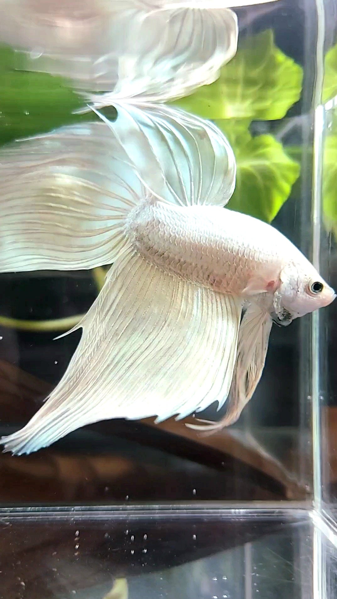 RIESIGER SCHLEIERSCHWANZ INSGESAMT 9 CM+ SOFTGOLD SOLID PREMIUM BETTA FISCH