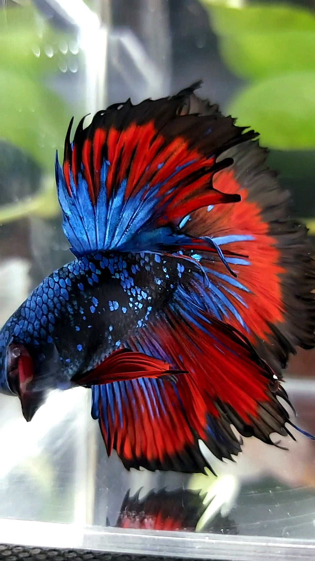 BONSAI HALFMOON ROSETAIL BLACK STAR GALAXY BLUE AVATAR VAMPIRE PREMIUM BETTA FISH