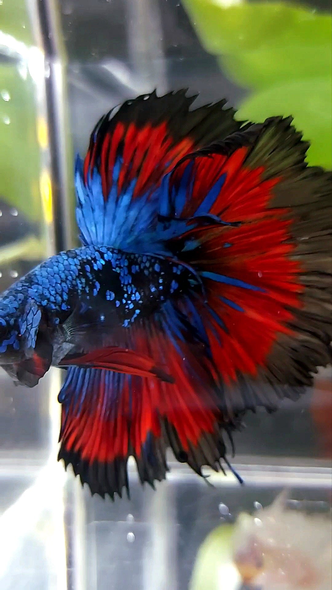 BONSAI HALFMOON ROSETAIL BLACK STAR GALAXY BLUE AVATAR VAMPIRE PREMIUM BETTA FISH