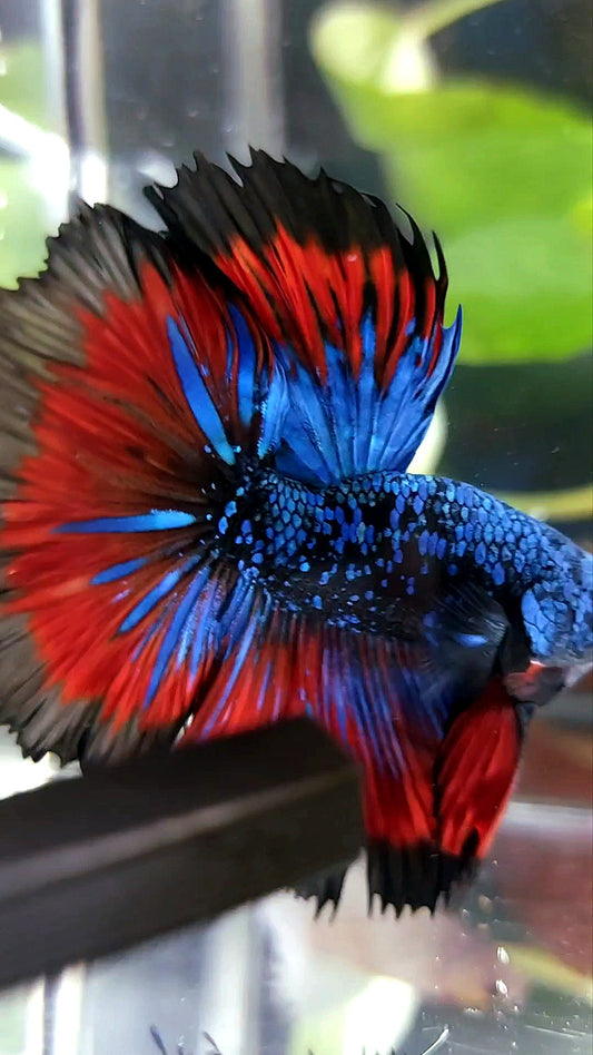 BONSAI HALFMOON ROSETAIL BLACK STAR GALAXY BLUE AVATAR VAMPIRE PREMIUM BETTA FISH