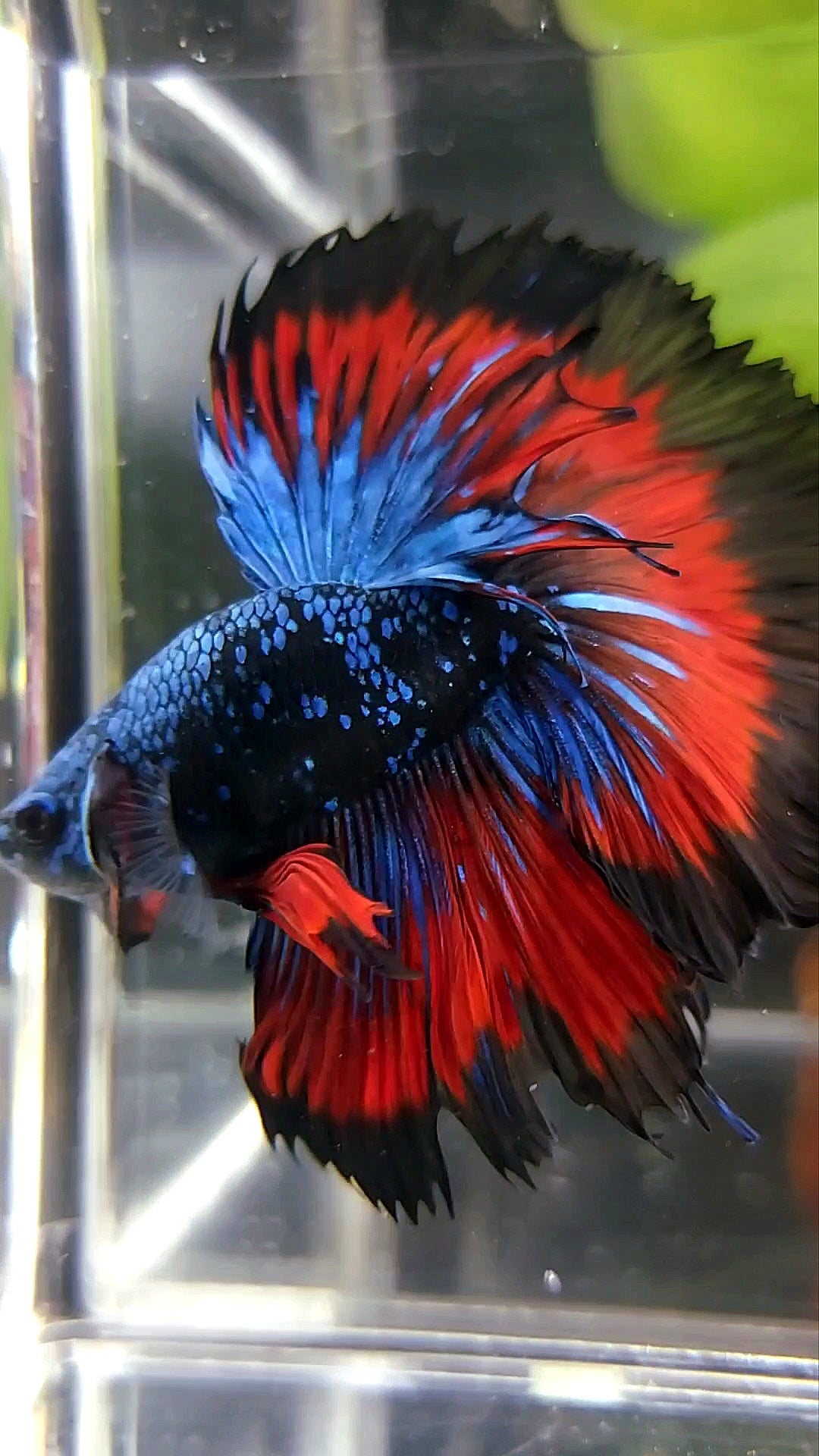 BONSAI HALFMOON ROSETAIL BLACK STAR GALAXY BLUE AVATAR VAMPIRE PREMIUM BETTA FISH