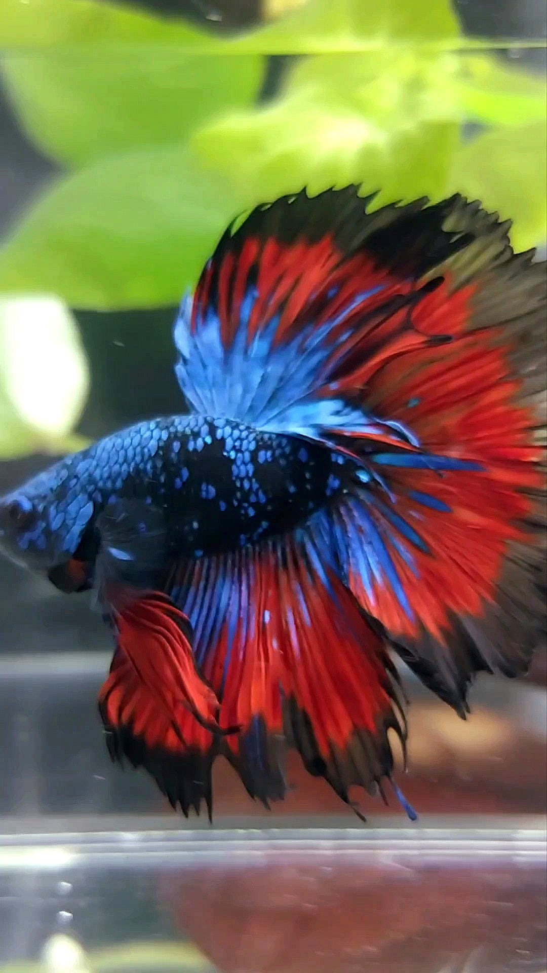 BONSAI HALFMOON ROSETAIL BLACK STAR GALAXY BLUE AVATAR VAMPIRE PREMIUM BETTA FISH