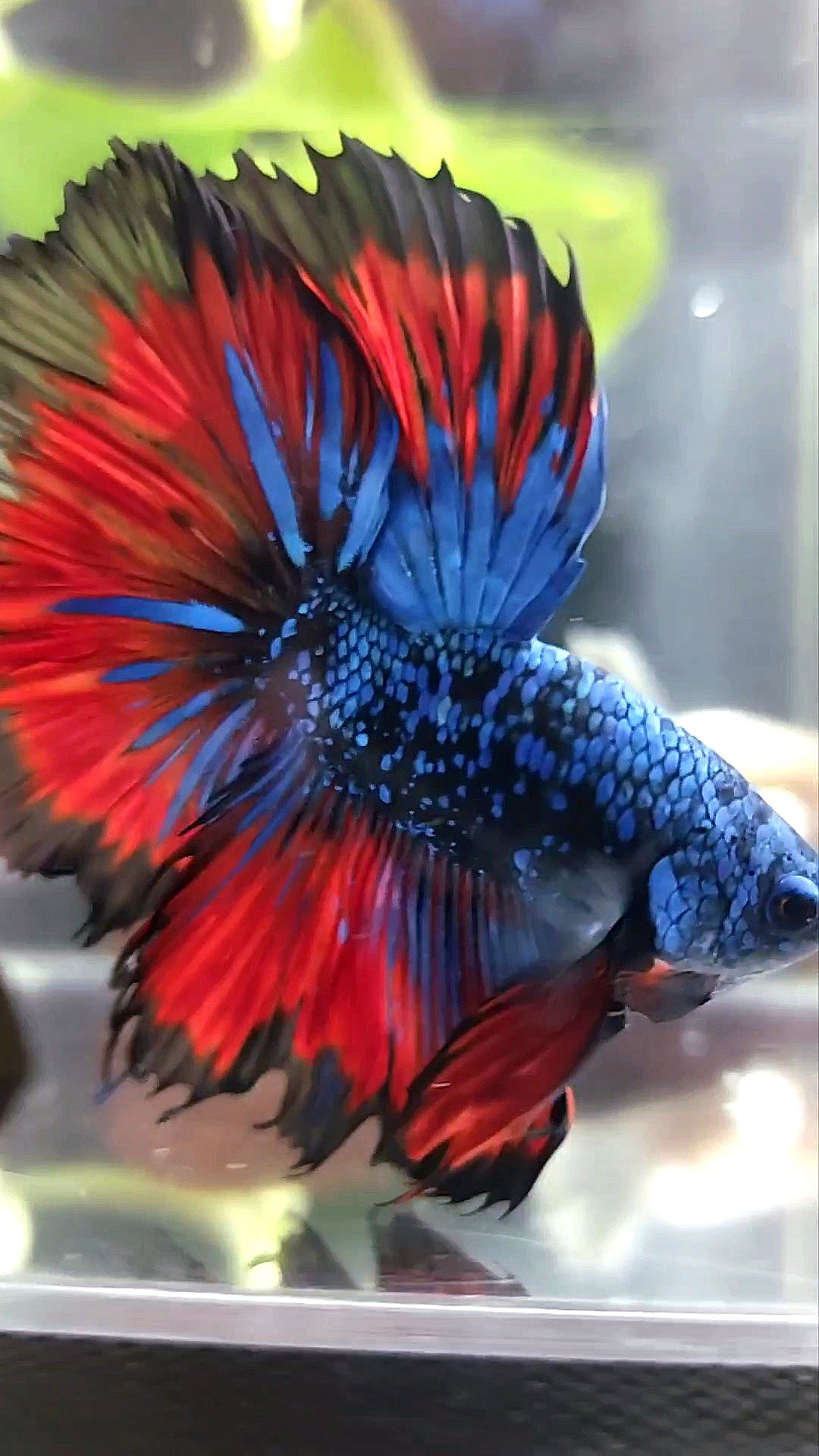 BONSAI HALFMOON ROSETAIL BLACK STAR GALAXY BLUE AVATAR VAMPIRE PREMIUM BETTA FISH