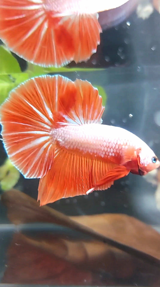 GIANT HMPK BO 4,5CM PINK ORANGE BETTA FISH