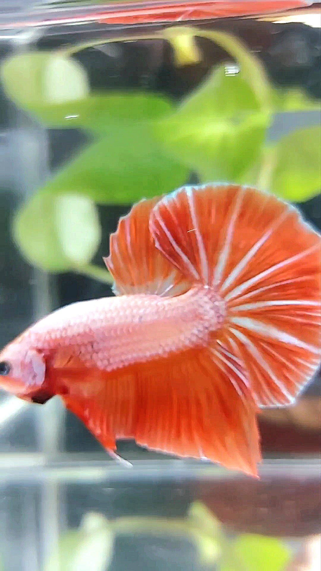 GIANT HMPK BO 4,5CM PINK ORANGE BETTA FISH