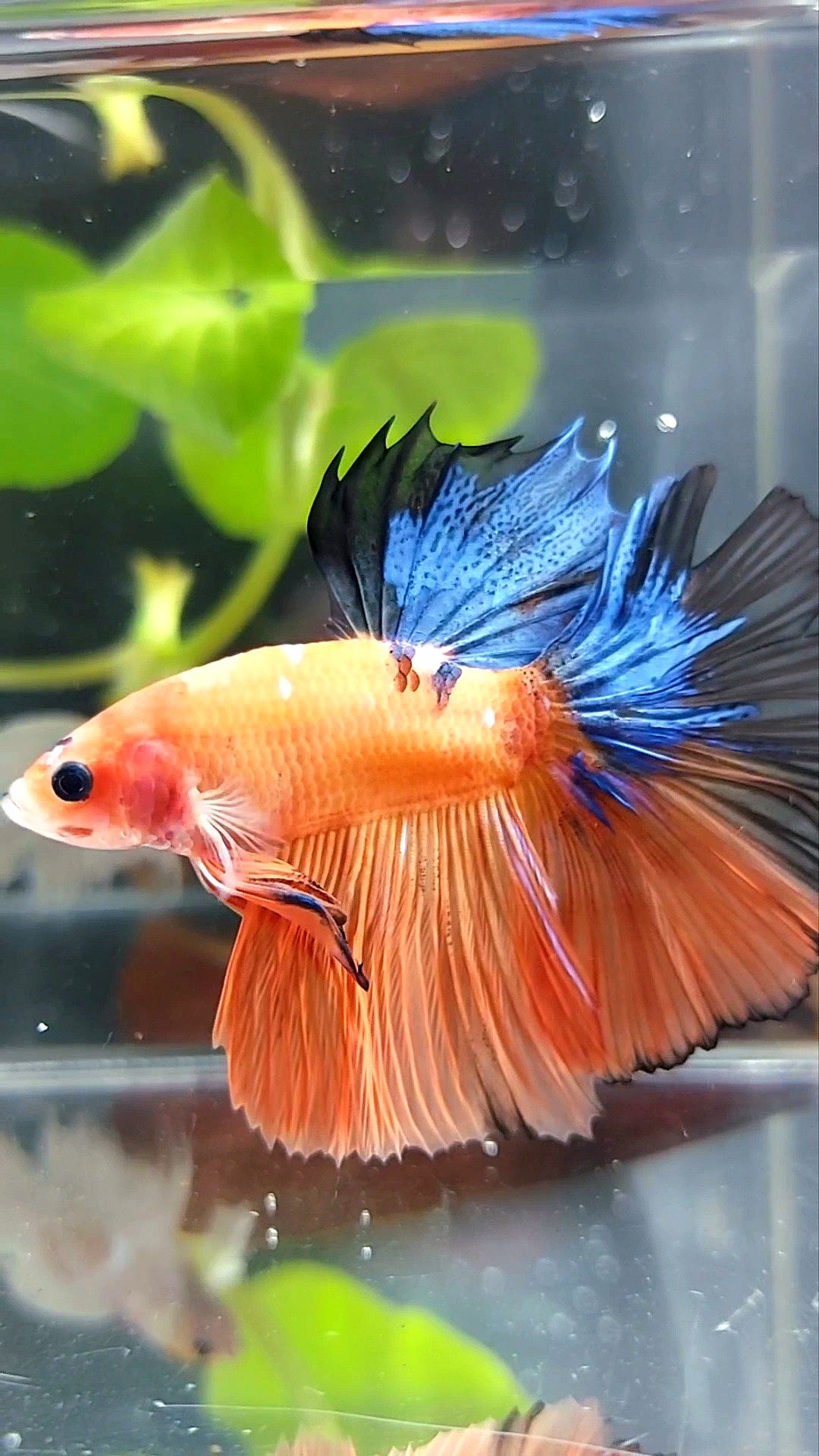 Halbmond-Rosenschwanz auf Orangenbasis, blauer, mehrfarbiger Betta-Fisch