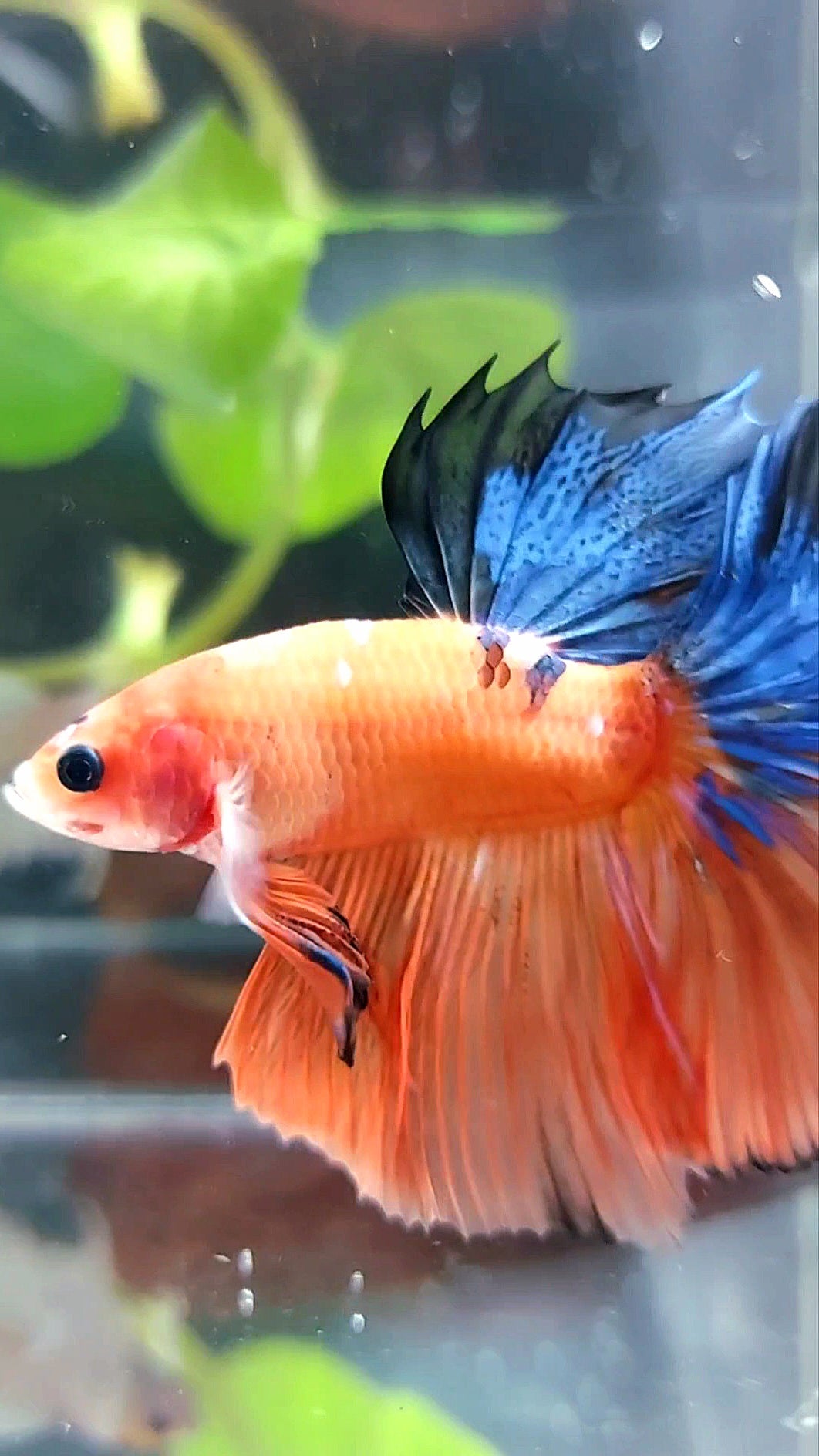 Halbmond-Rosenschwanz auf Orangenbasis, blauer, mehrfarbiger Betta-Fisch