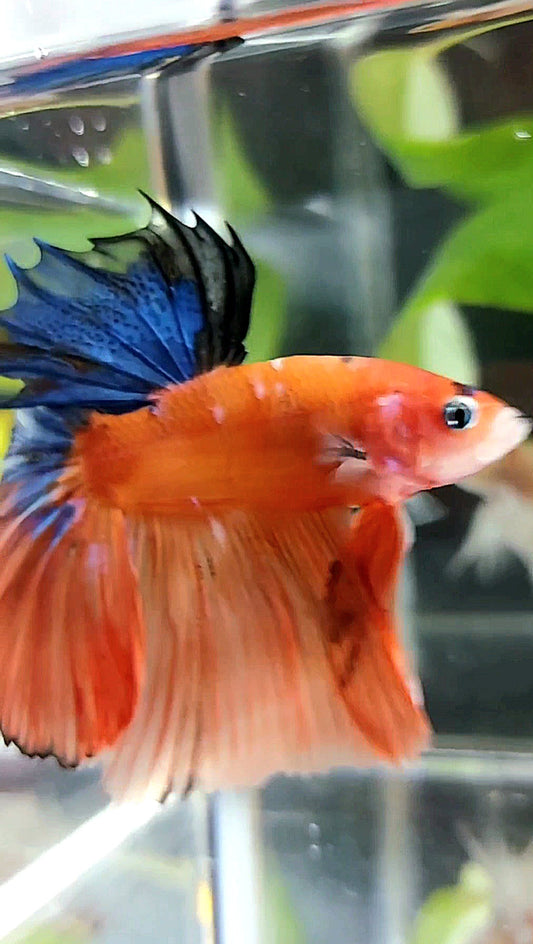 Halbmond-Rosenschwanz auf Orangenbasis, blauer, mehrfarbiger Betta-Fisch