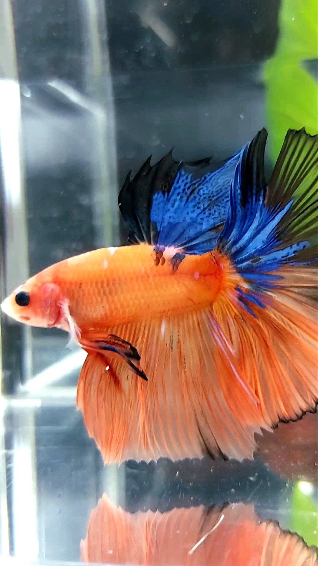 Halbmond-Rosenschwanz auf Orangenbasis, blauer, mehrfarbiger Betta-Fisch