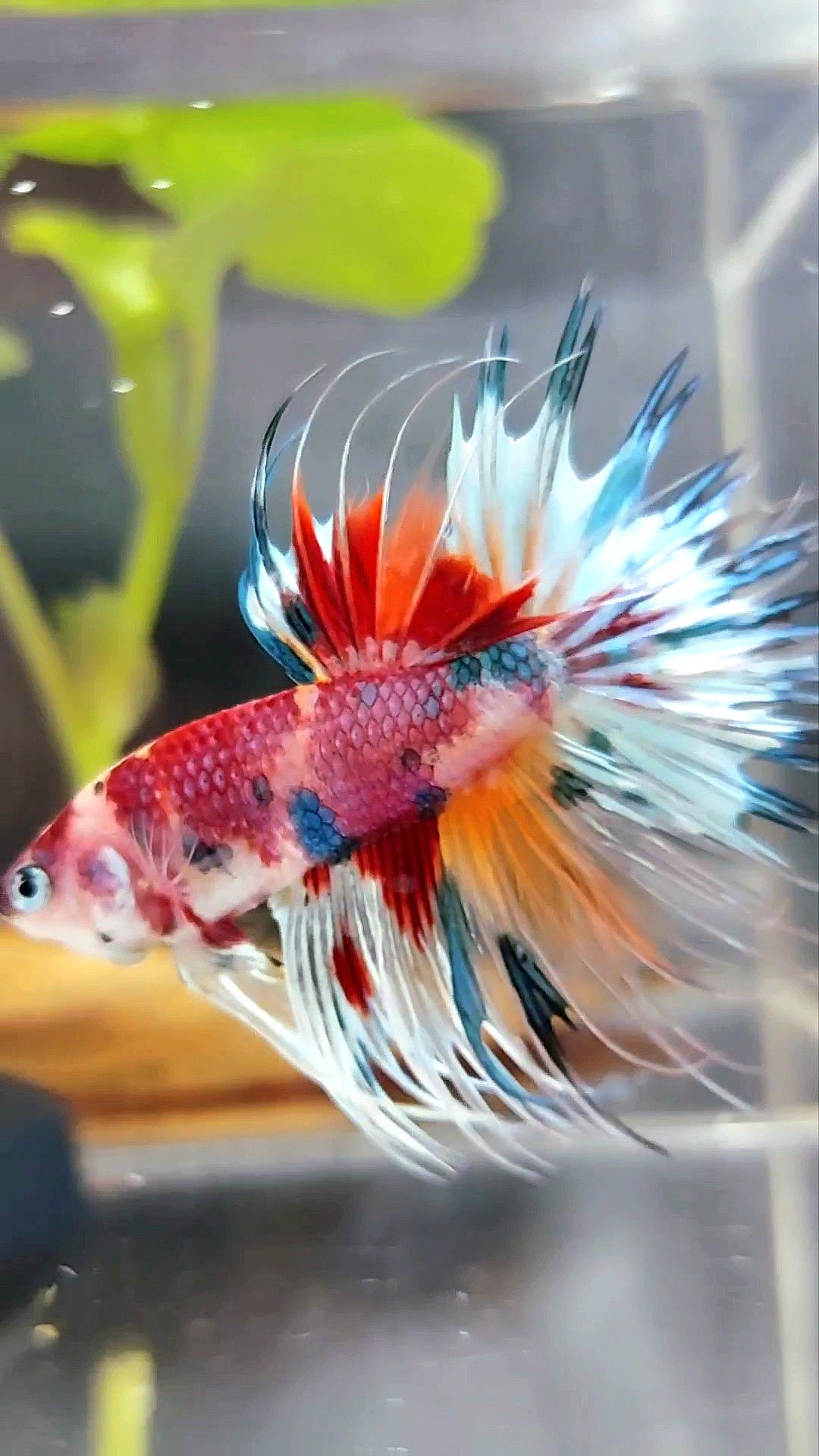 CROWNTAIL CANDY RAINBOW MULTICOLOR RARE BETTA FISH