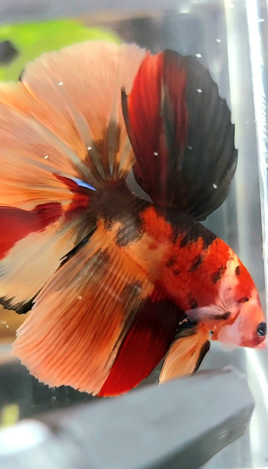 HALFMOON ROSETAIL ORANGE TIGER MEHRFARBIGER BETTA-FISCH