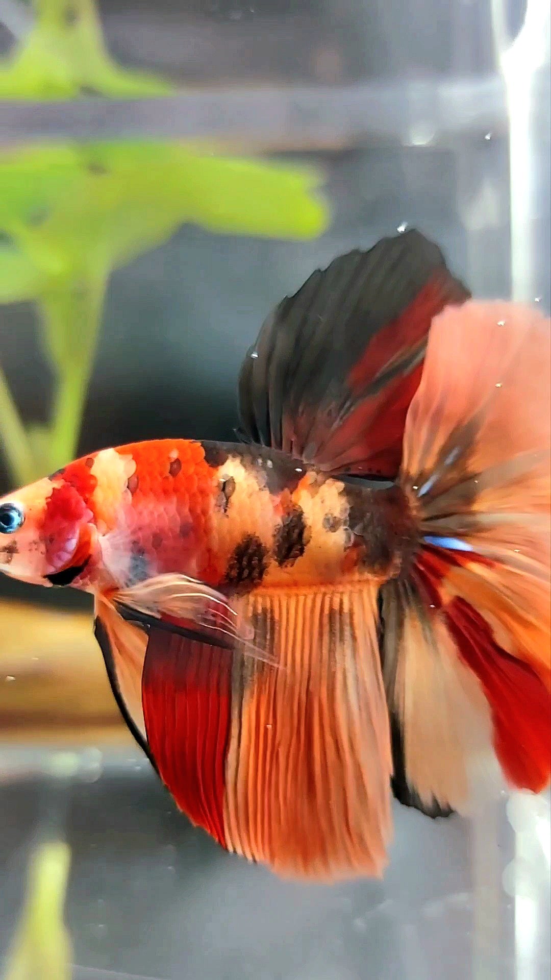 HALFMOON ROSETAIL ORANGE TIGER MEHRFARBIGER BETTA-FISCH