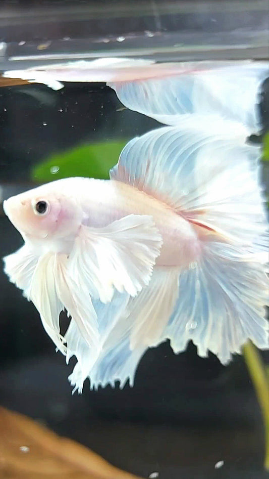 "PEGASUS" HALFMOON DOUBLE TAIL SUPER DUMBO EAR WHITE OPAQUE PREMIUM BETTA FISH