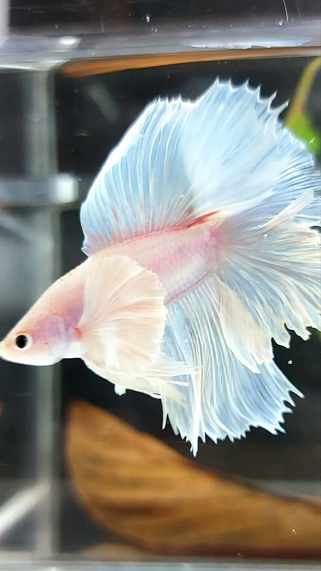 „PEGASUS“ HALFMOON DOUBLE TAIL SUPER DUMBO EAR WHITE OPAQUE PREMIUM BETTA FISH