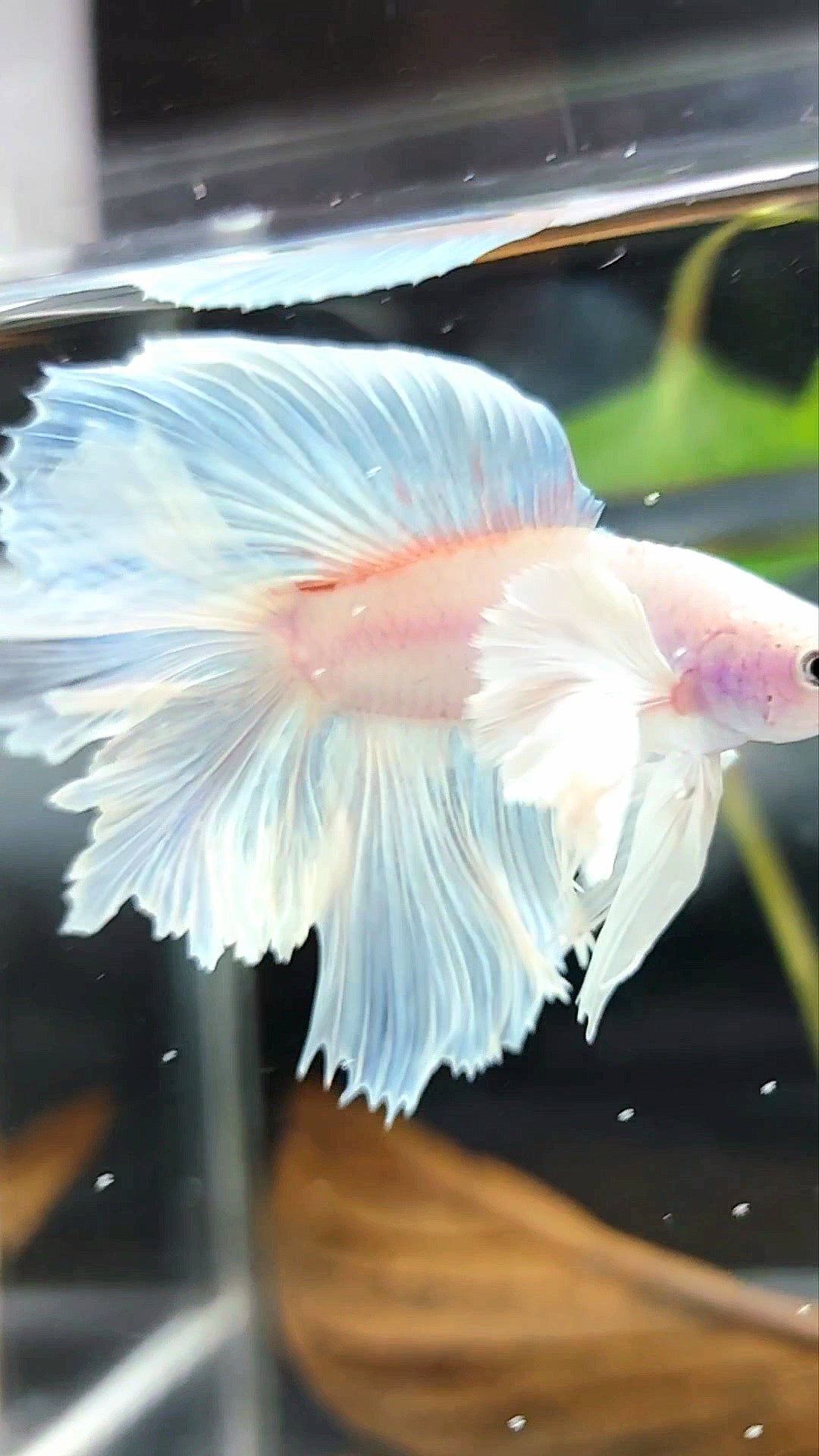 „PEGASUS“ HALFMOON DOUBLE TAIL SUPER DUMBO EAR WHITE OPAQUE PREMIUM BETTA FISH