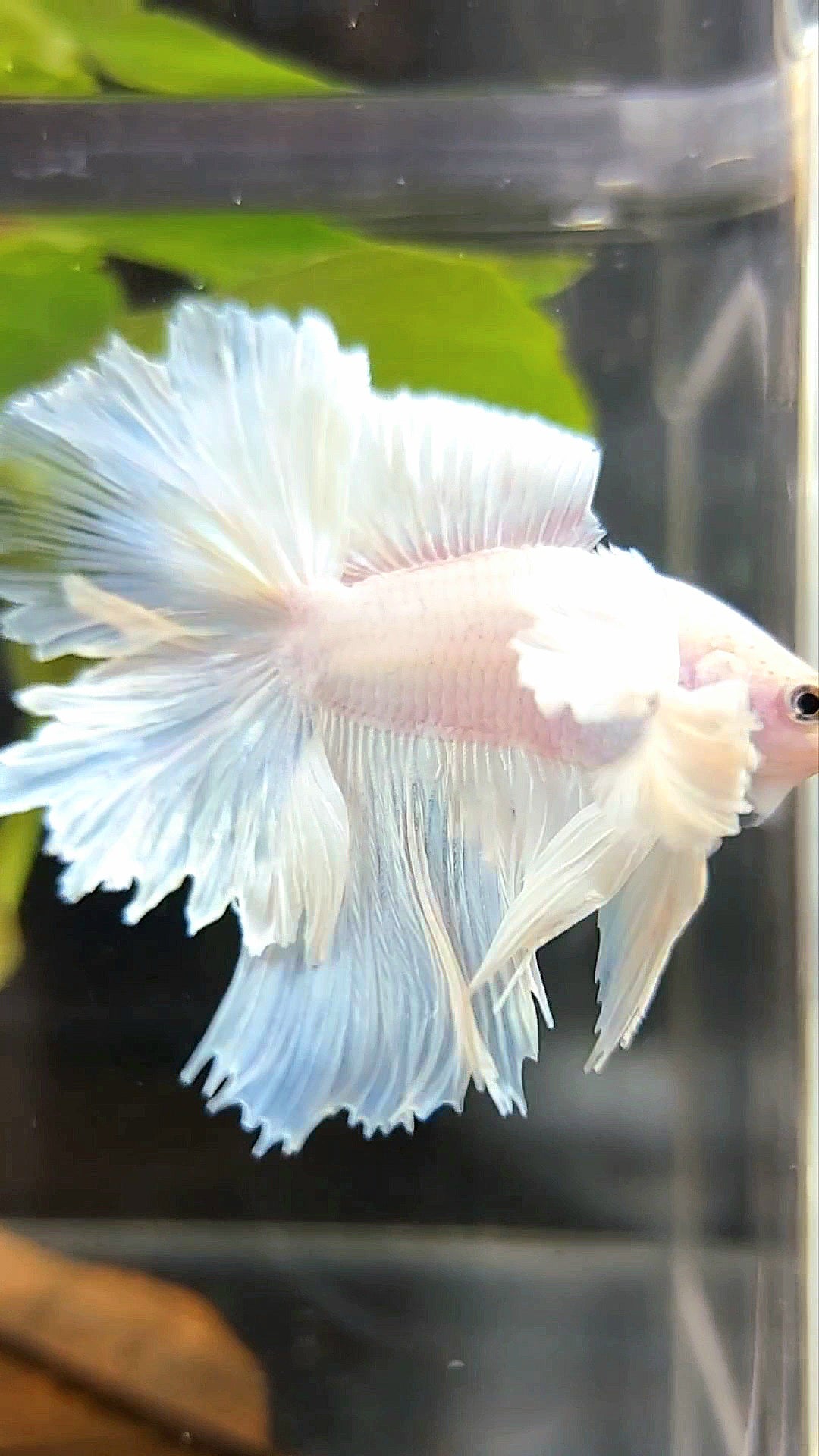 „PEGASUS“ HALFMOON DOUBLE TAIL SUPER DUMBO EAR WHITE OPAQUE PREMIUM BETTA FISH