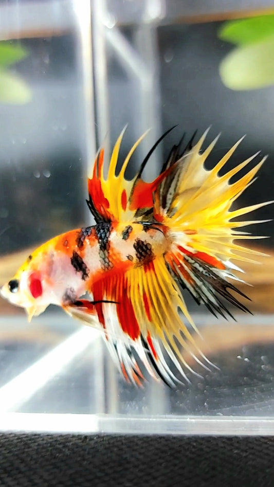 CROWNTAIL YELLOW BOLD MULTICOLOR TIGER COPPER BETTA FISH