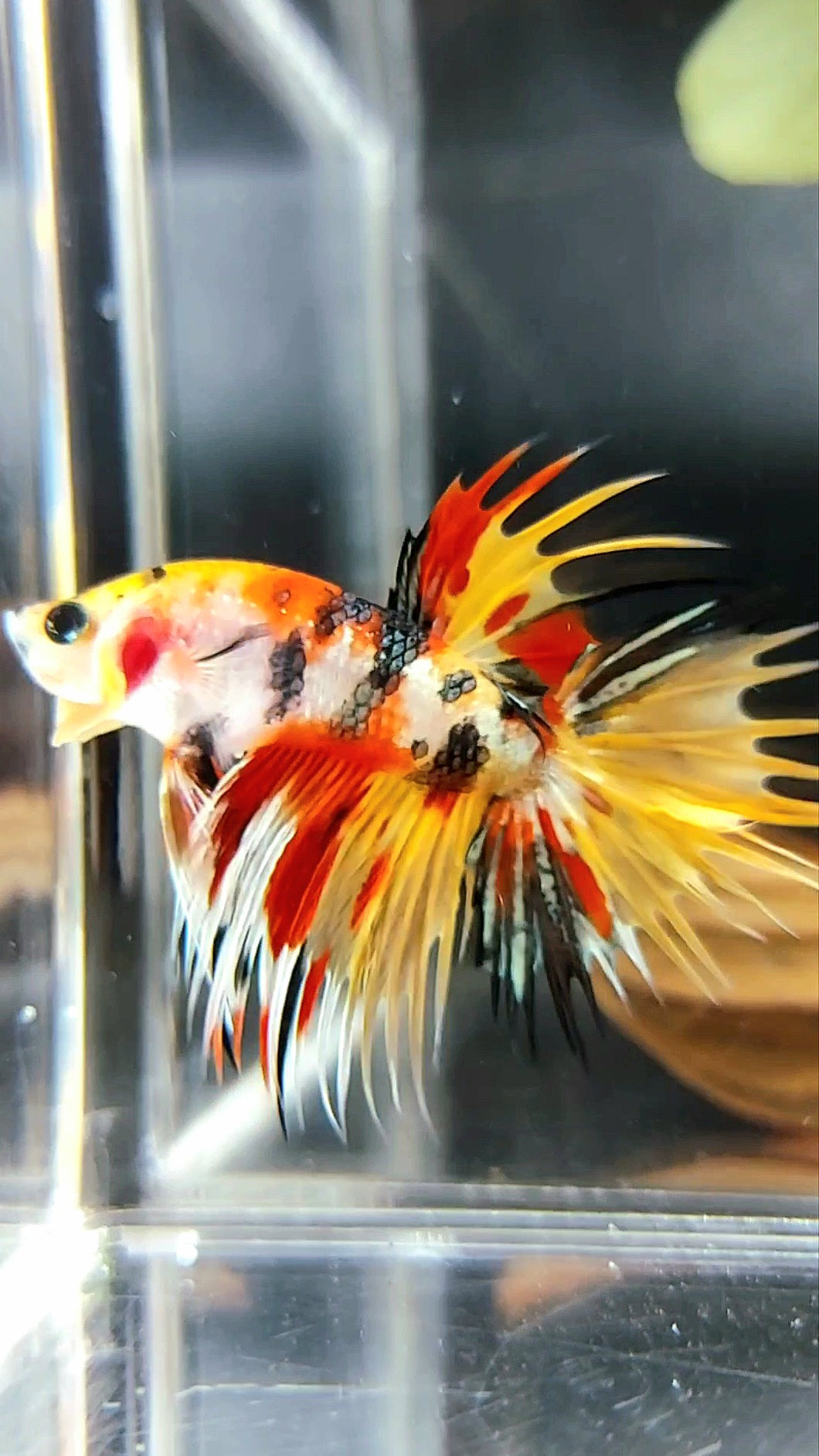 CROWNTAIL YELLOW BOLD MULTICOLOR TIGER COPPER BETTA FISH