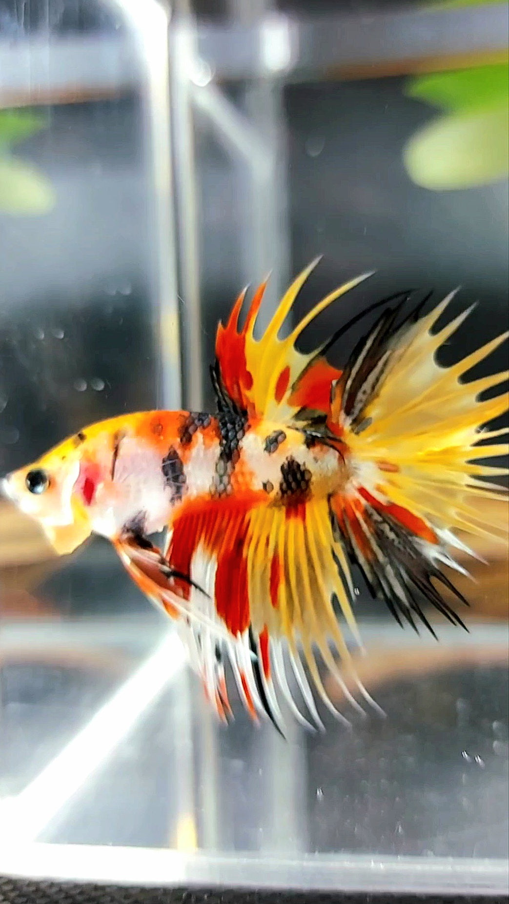 CROWNTAIL YELLOW BOLD MULTICOLOR TIGER COPPER BETTA FISH