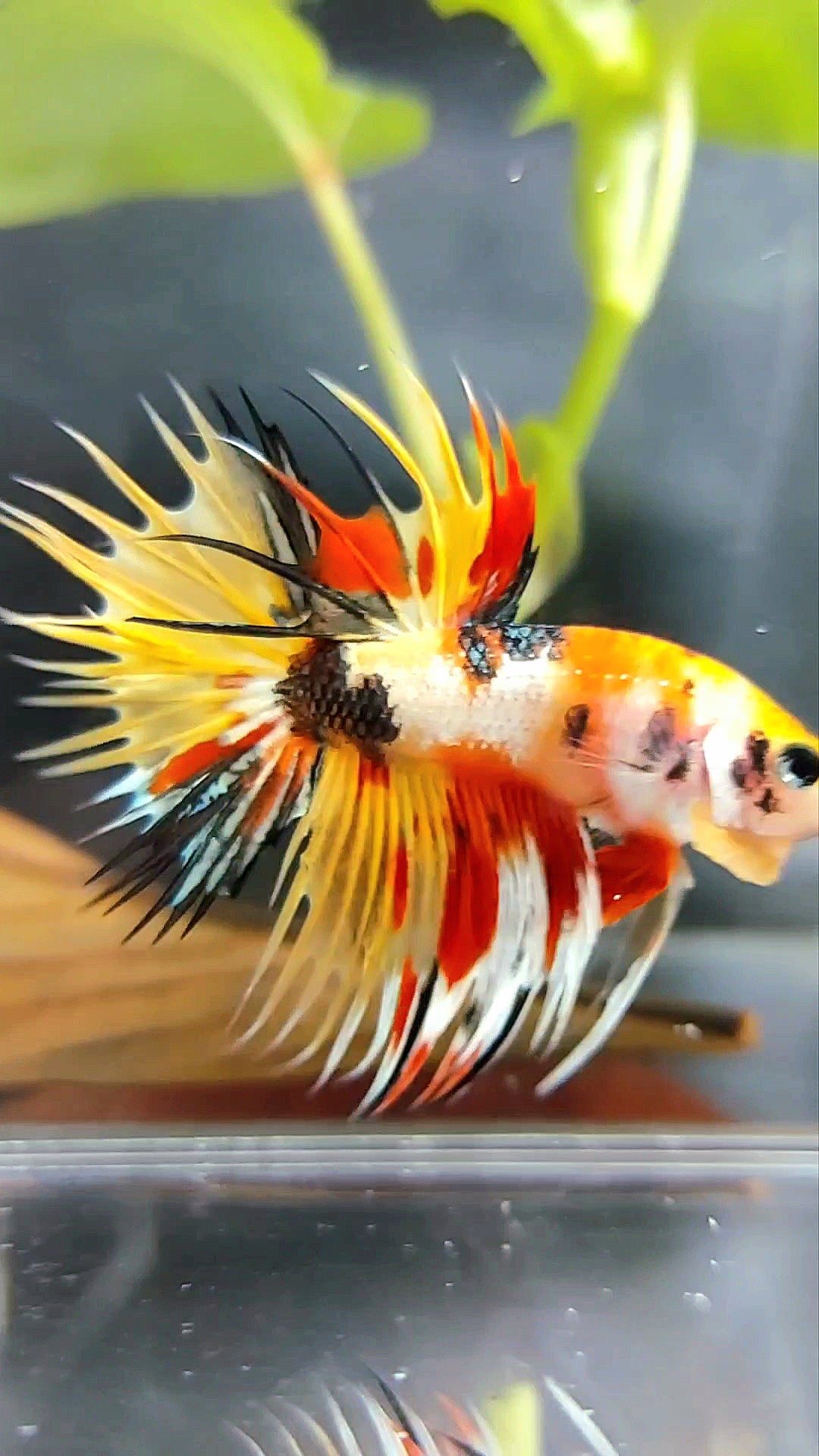 CROWNTAIL YELLOW BOLD MULTICOLOR TIGER COPPER BETTA FISH