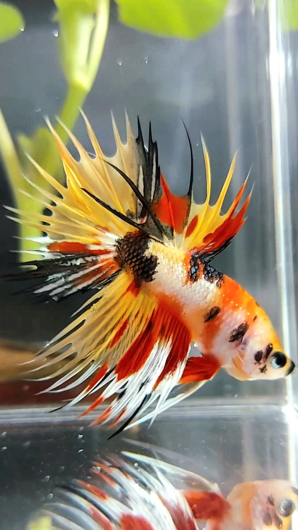 CROWNTAIL YELLOW BOLD MULTICOLOR TIGER COPPER BETTA FISH
