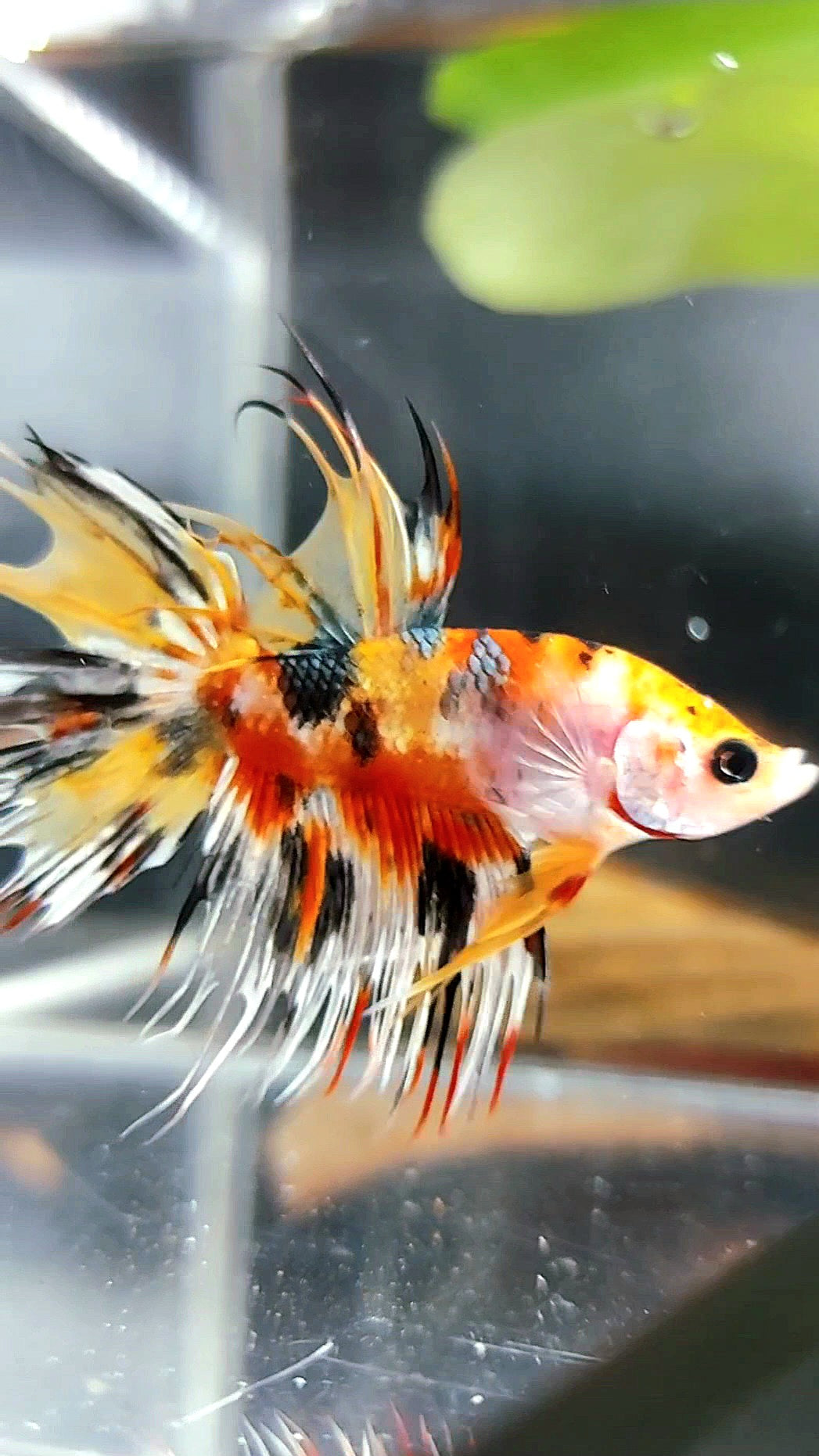 CROWNTAIL YELLOW ORANGE COPPER THUNDER MULTICOLOR RARE BETTA FISH