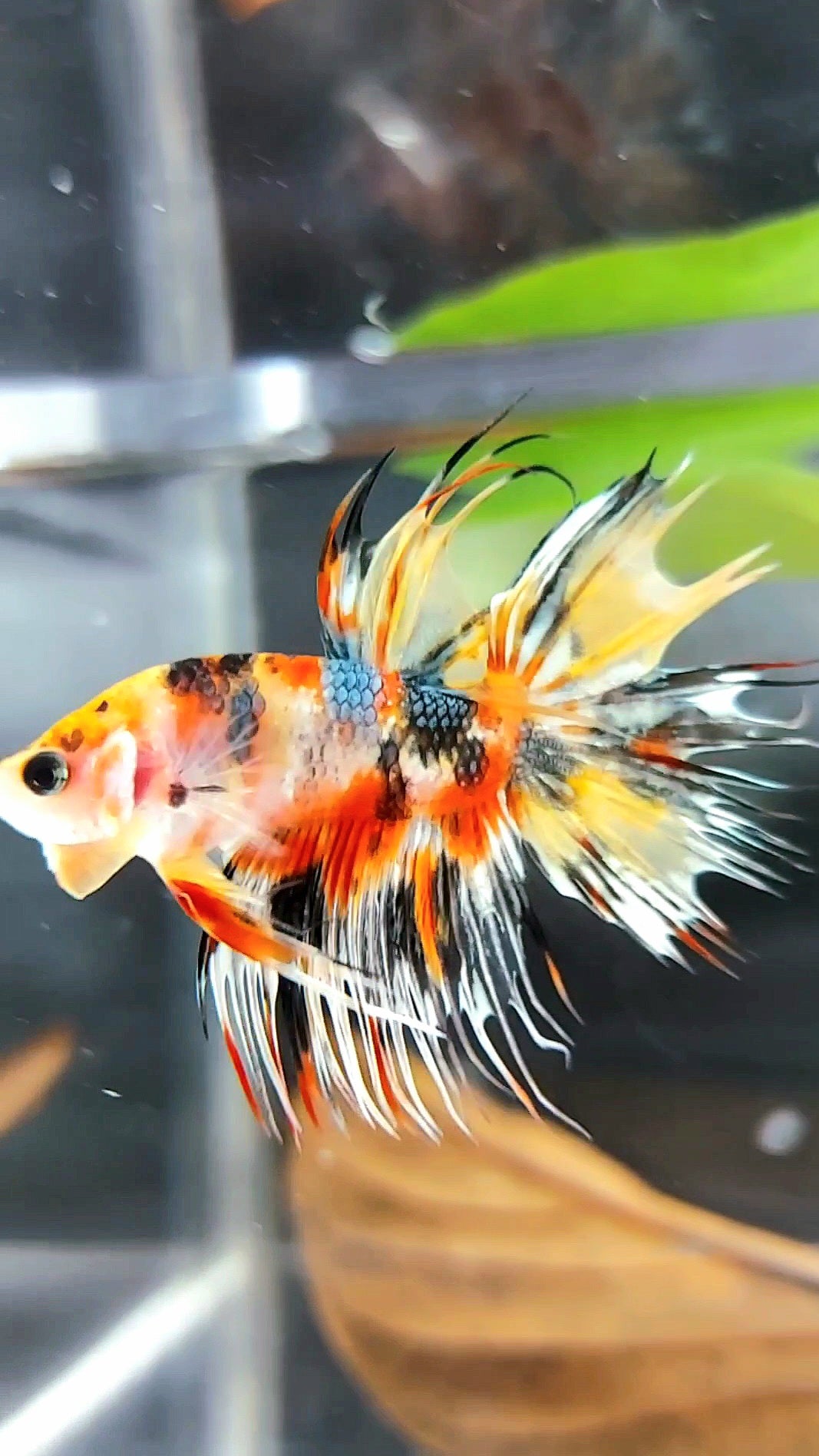 CROWNTAIL YELLOW ORANGE COPPER THUNDER MULTICOLOR RARE BETTA FISH