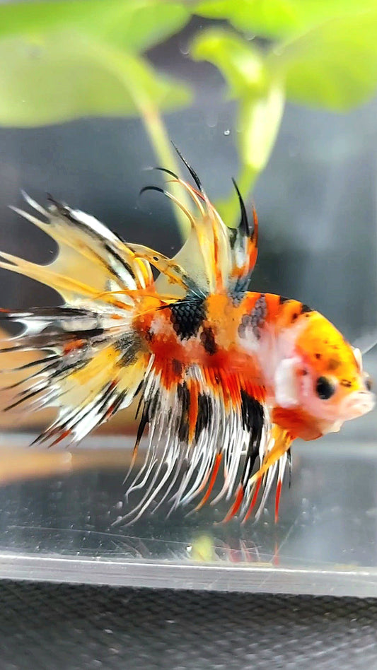 CROWNTAIL YELLOW ORANGE COPPER THUNDER MULTICOLOR RARE BETTA FISH