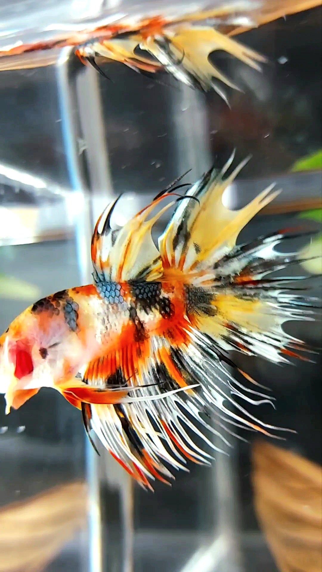 CROWNTAIL YELLOW ORANGE COPPER THUNDER MULTICOLOR RARE BETTA FISH