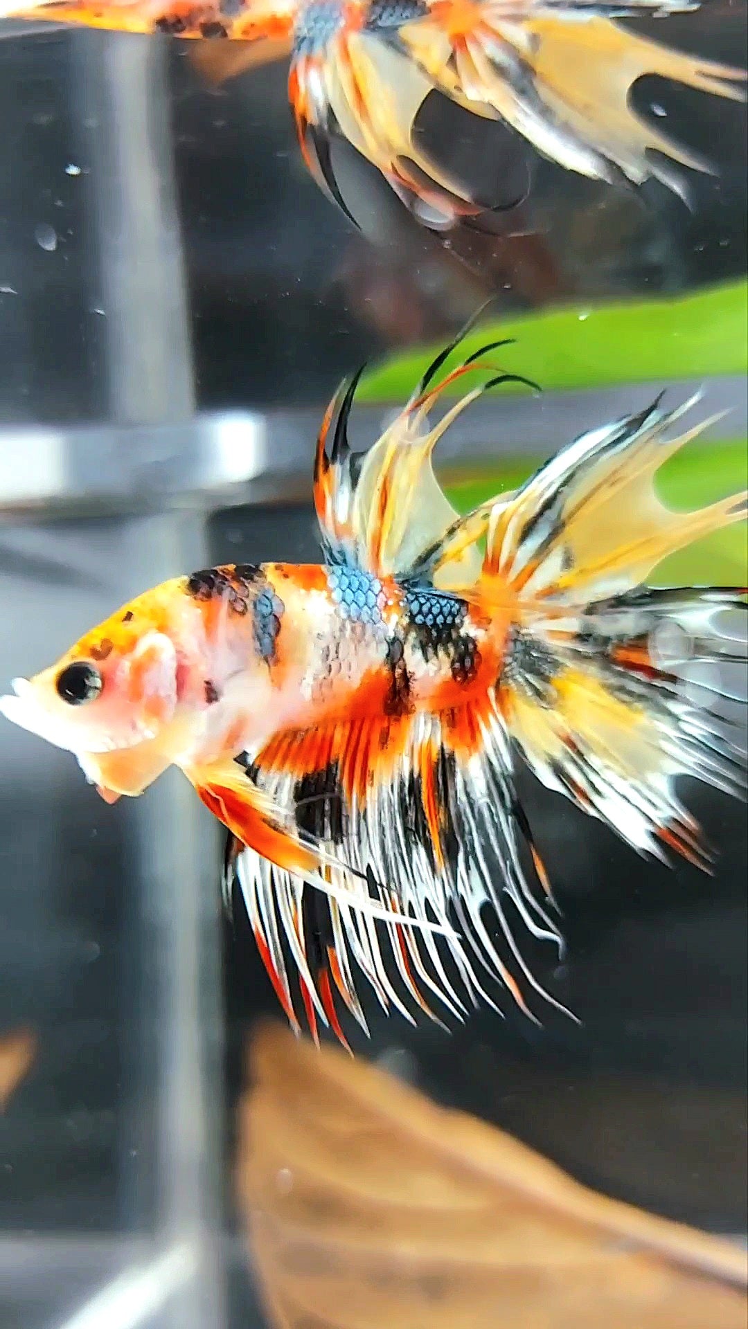 CROWNTAIL YELLOW ORANGE COPPER THUNDER MULTICOLOR RARE BETTA FISH