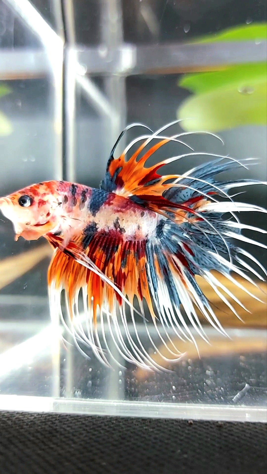 CROWNTAIL ORANGE BLUE TIGER MULTICOLOR BETTA FISH