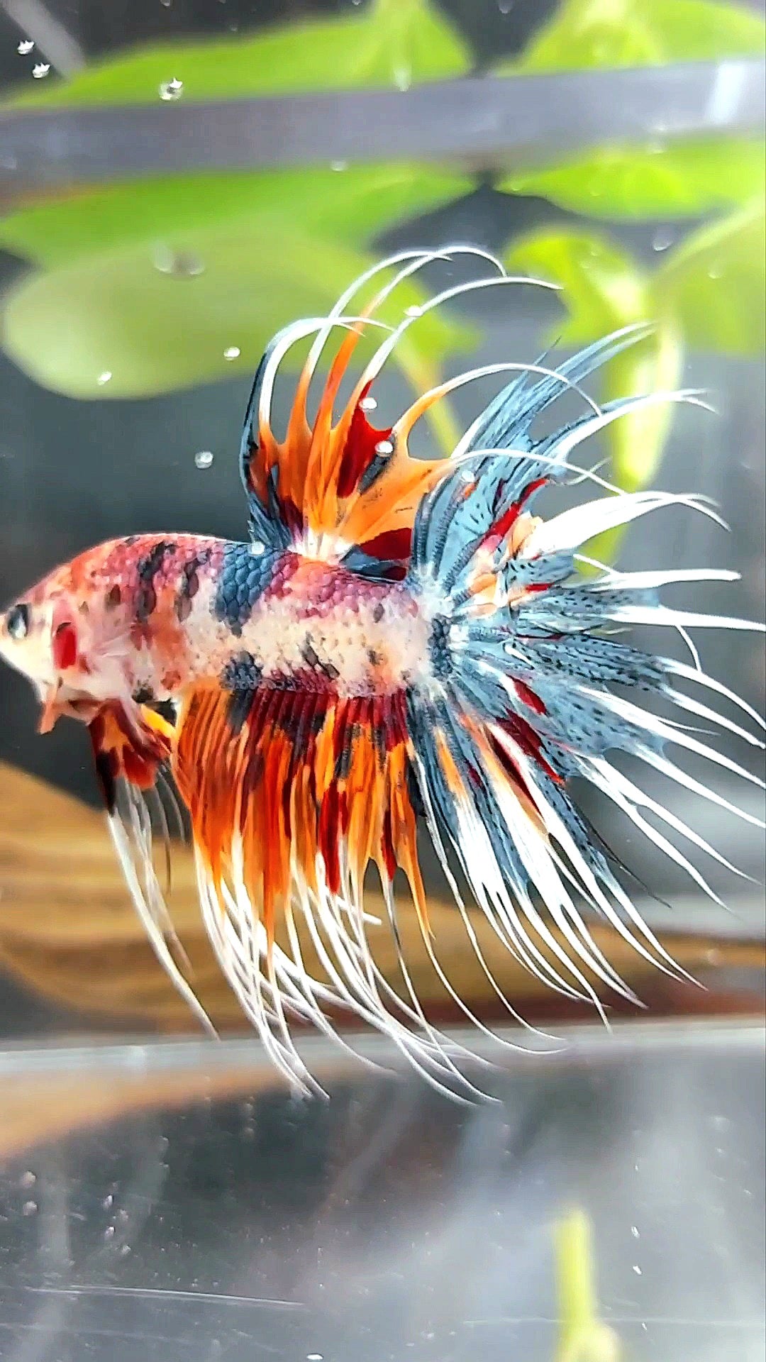 CROWNTAIL ORANGE BLUE TIGER MULTICOLOR BETTA FISH