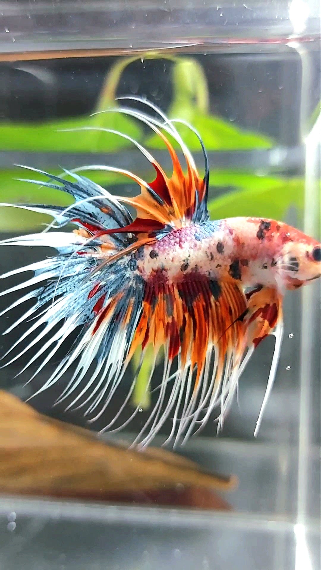 CROWNTAIL ORANGE BLUE TIGER MULTICOLOR BETTA FISH