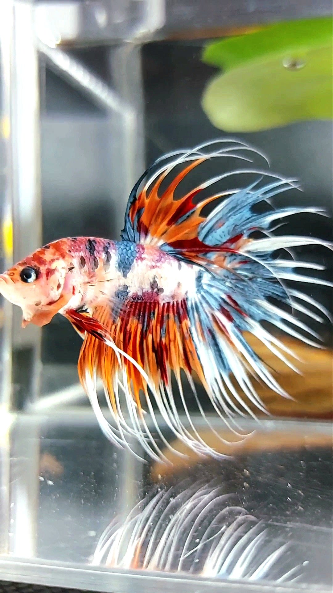 CROWNTAIL ORANGE BLUE TIGER MULTICOLOR BETTA FISH