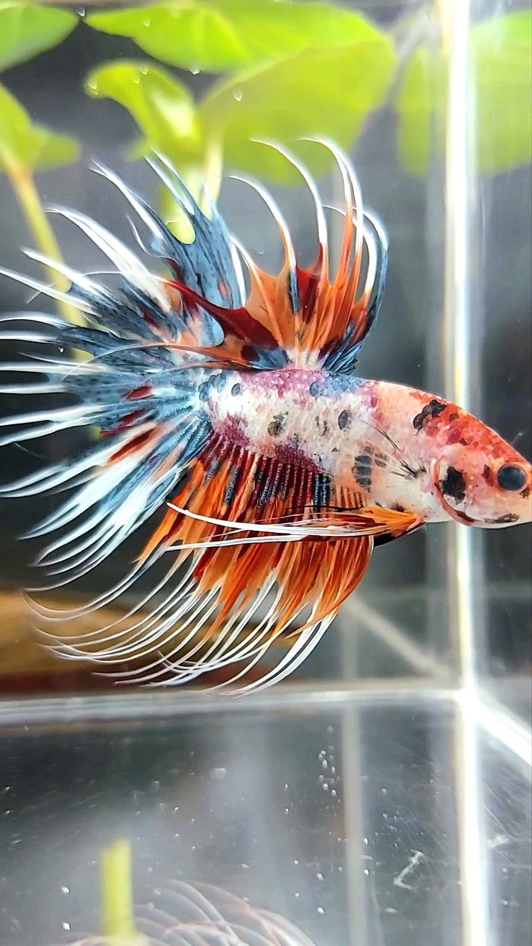 CROWNTAIL ORANGE BLUE TIGER MULTICOLOR BETTA FISH