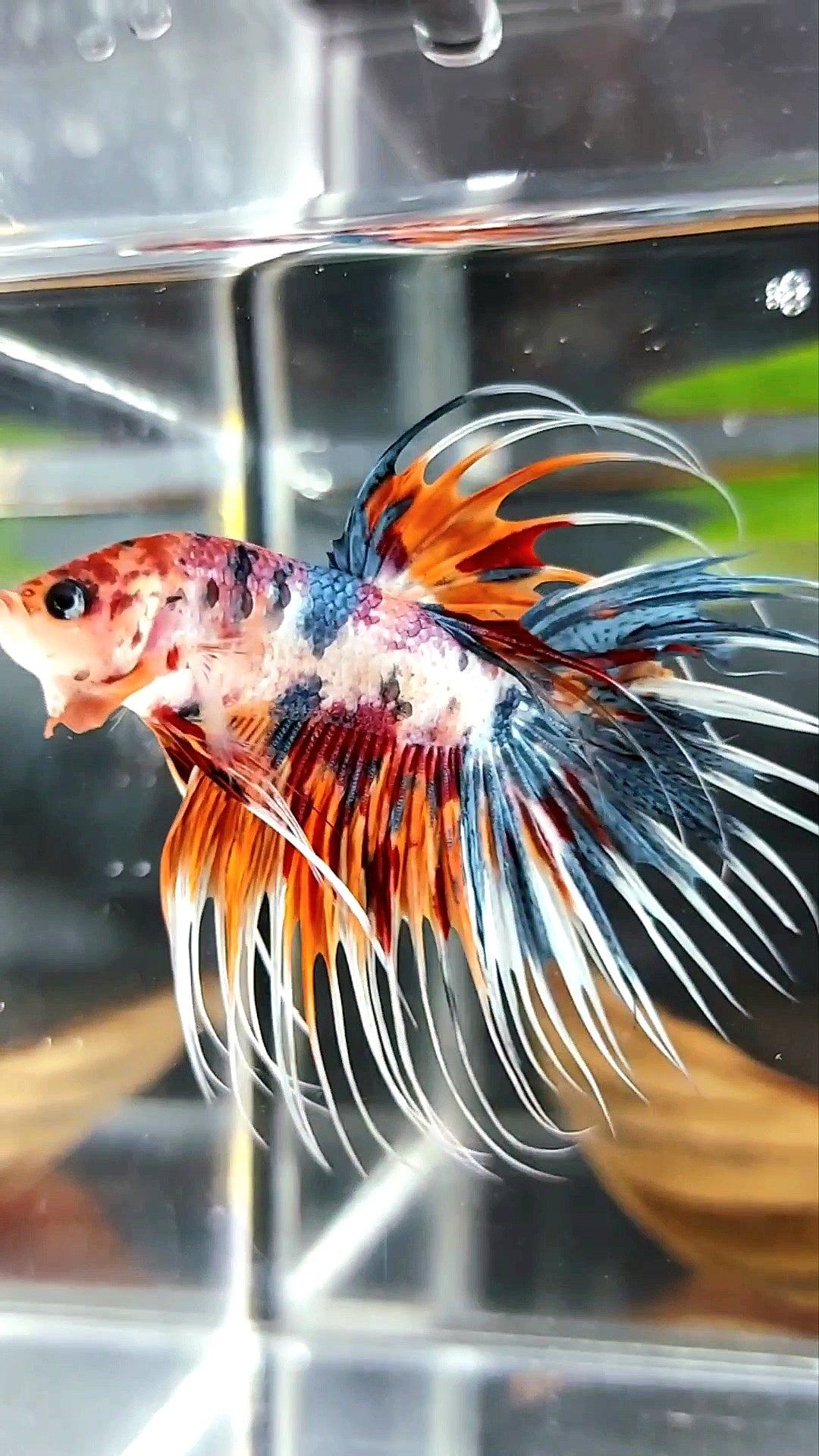 CROWNTAIL ORANGE BLUE TIGER MULTICOLOR BETTA FISH