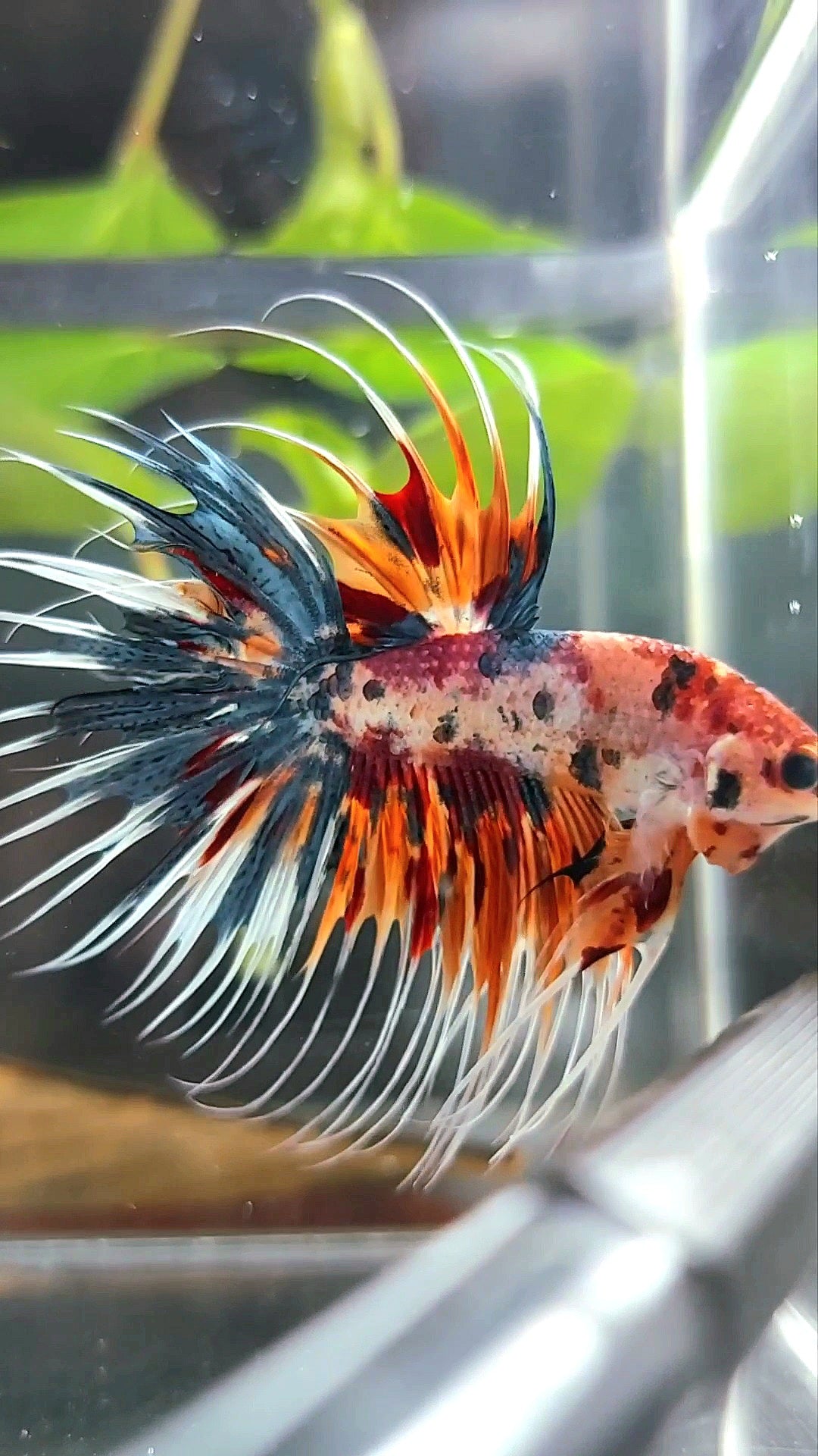 CROWNTAIL ORANGE BLUE TIGER MULTICOLOR BETTA FISH