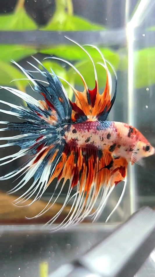 CROWNTAIL ORANGE BLUE TIGER MULTICOLOR BETTA FISH