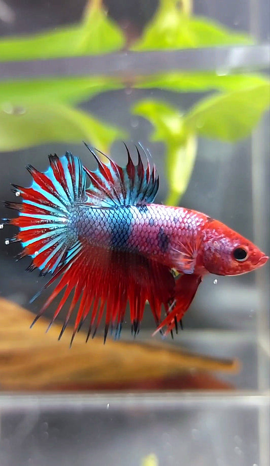 CTPK CROWNTAIL PLAKAT HELLBOY PURPLE FANCY RARE BETTA FISH
